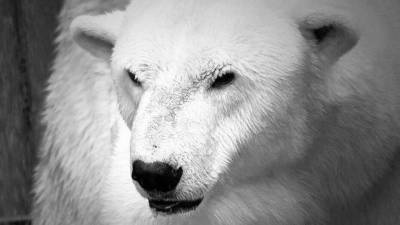В Алматинском зоопарке умер знаменитый белый медведь Алькор