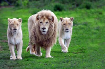 В зоопарке Барселоны специалисты обнаружили коронавирус у львов