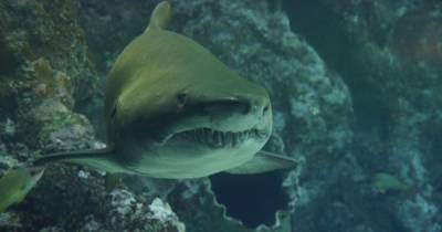 В Египте после нападения акулы на украинцев хищник порвал еще одну туристку