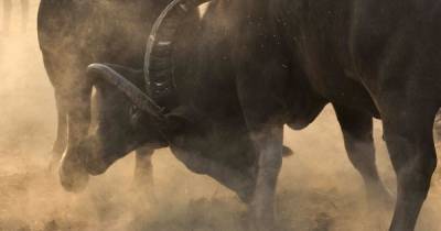 В Одесской области стадо буйволов эвакуировали из-за недостатка пищи