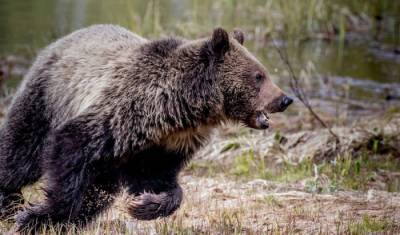 Разъяренный медведь разодрал 4 индийцев, еще несколько человек ранены