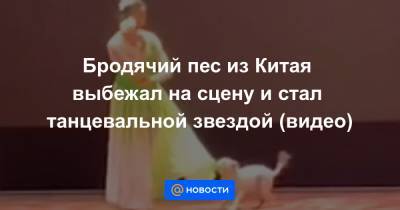 Бродячий пес из Китая выбежал на сцену и стал танцевальной звездой (видео)