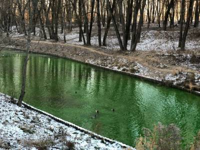 В Соловьиной роще в Смоленске появилось зеленое озеро