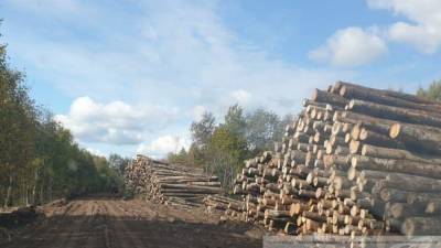 Зампреда Подмосковья обвинили в незаконной вырубке леса на 3 млрд рублей