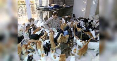 Женщина живет в компании 480 кошек и 12 собак
