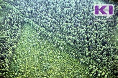 Республика Коми выполнила план по лесовосстановлению