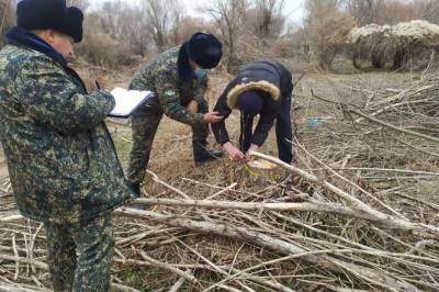 В тугайном лесу в Ташкентской области вырублено 52 дерева
