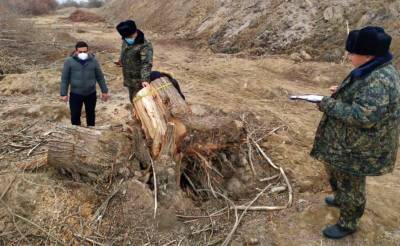 В Чирчикском реликтовом тугайном лесу незаконно вырубили 52 дерева – Госкомэкологии