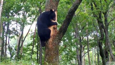 Медведь разорвал четырех индусов в лесу