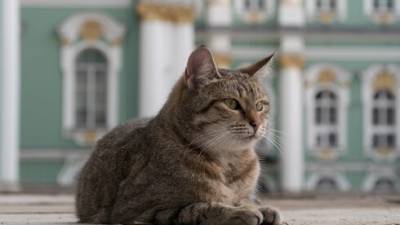 Француз завещал свое состояние кошкам в России: "Они пострадали от пандемии"