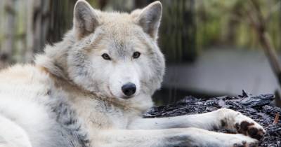 В Польше волки стали появляться вблизи жилых домов и нападать на собак