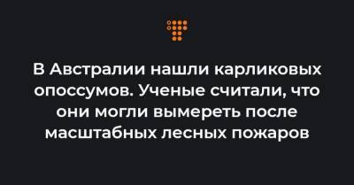 В Австралии нашли карликовых опоссумов. Ученые считали, что они могли вымереть после масштабных лесных пожаров