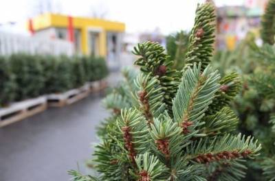 В Лисичанске определили места, где будут продавать новогодние елки