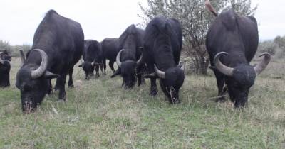 В Одесской области стадо буйволов эвакуировали из экопарка из-за угрозы голода