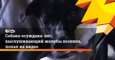 Собака-осуждака: пес, выслушивающий жалобы хозяина, попал на видео