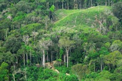 Аппаратура помогла найти древние деревни под пологом леса Амазонии