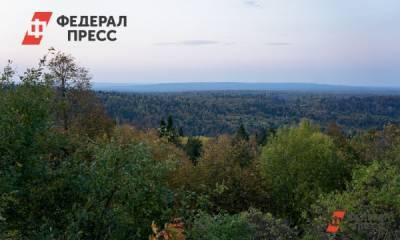 В Новосибирской области черные лесорубы уничтожили 500 кубометров деревьев
