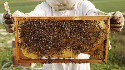 Сахалинские пчеловоды могут получить поддержку
