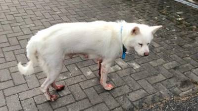 Под Петербургом ищут белую собаку с окровавленными лапами