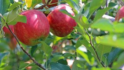 Россельхознадзор ввел временные ограничения на ввоз помидоров и яблок из Азербайджана