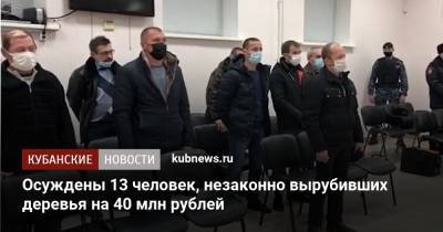 Осуждены 13 человек, незаконно вырубивших деревья на 40 млн рублей