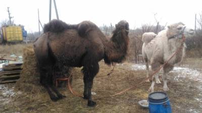 В Воронежской области срочно продают трёх цирковых верблюдиц