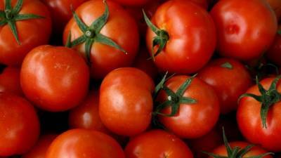 Россельхознадзор обеспокоен поставками заражённых томатов из Турции
