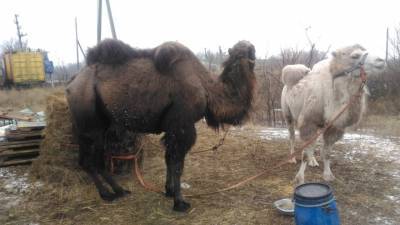 Трёх цирковых верблюдиц срочно продают в Воронежской области