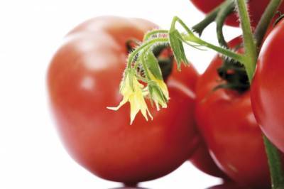 Источник: запрет импорта томатов в Россию стал неожиданным для Азербайджана