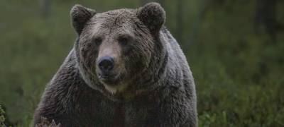 В Карелии переносится прием заявлений на весенний сезон охоты на медведя