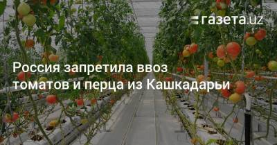 Россия запретила ввоз томатов и перца из Кашкадарьи