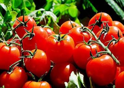 В России запретили импорт некоторых овощей и фруктов из четырех стран