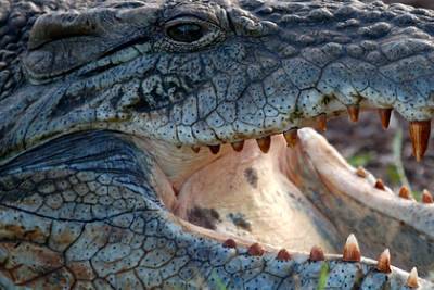 Крокодил убил фермера возле ритуального сооружения для умерших