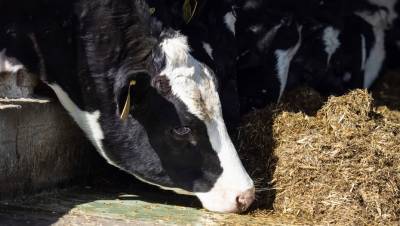 Пришли за долгами: поставщик кормов выиграл иск у производителя молока