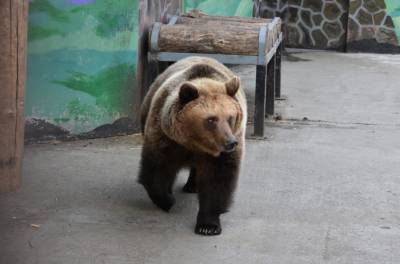 Точно пришла зима: медведи в Липецком зоопарке наконец-то уснули