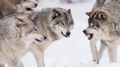 В Троицко-Печорске волка отпугнули криками, к делу подключены охотники и полиция
