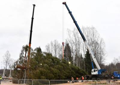 Главную новогоднюю елку России срубили в Наро-Фоминском лесничестве