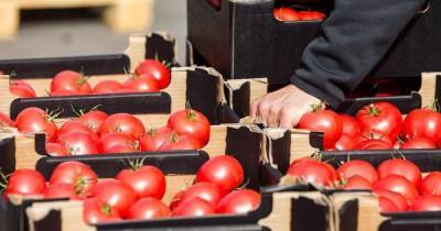 В России с 10 декабря запретят ввоз томатов и яблок из Азербайджана