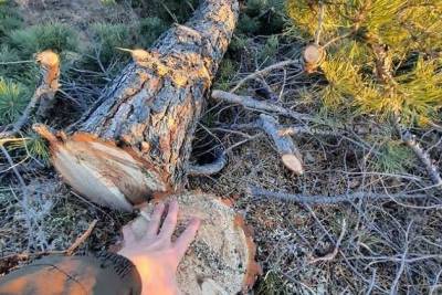 Жители Ононского района опубликовали видео уничтожаемого на сельхозземлях леса