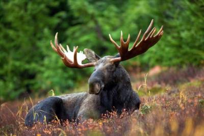 В Челябинской области разыскивают браконьеров, убивших лося в заказнике