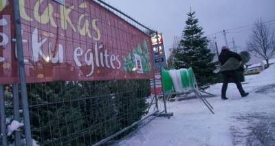 Торговля елками под угрозой: продавцы в Латвии не знают, можно или нельзя