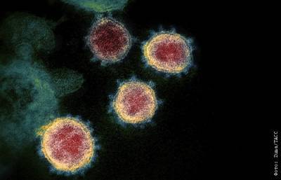 Коронавирус оказался в 30 раз меньше склонен к мутации, чем грипп