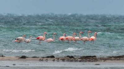 Из Азии и Турции: в Крым на "зимовку" прилетели фламинго - фото