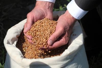 Урожай зерна в РФ в этом году в чистом весе превысит 131 млн тонн - глава Минсельхоза