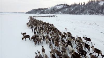 ПОРА предлагает внести защиту северного оленя в нацпроект