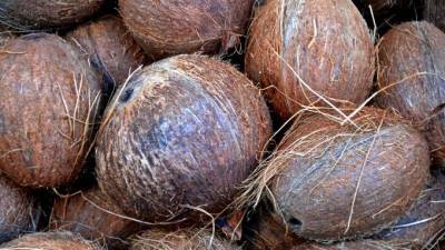 В Петербург доставили 19 тонн вьетнамских кокосов и питахайи