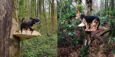 Фотоподборка дня: Собаки стоят на грибах