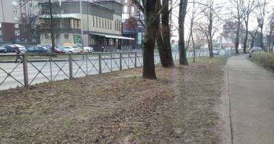 В Калининграде вместо железных заборов вдоль некоторых улиц будут сажать живую изгородь
