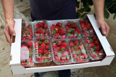 В Чечне откроют теплицу по выращиванию клубники