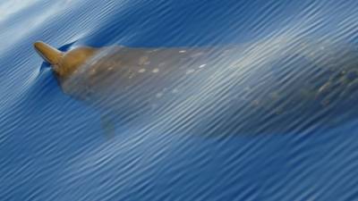 У берегов Мексики обнаружили новый вид клюворылых китов